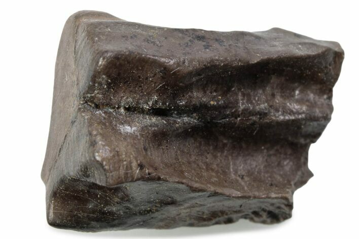 Fossil Triceratops Shed Tooth - Wyoming #376723